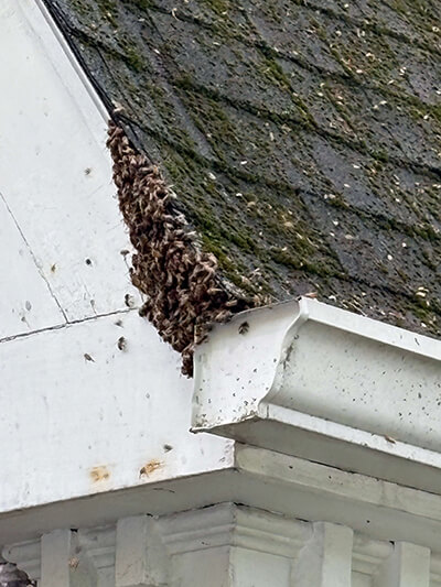 Bees swarming on the roofline