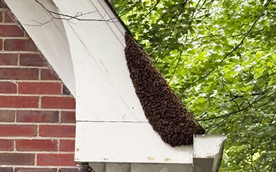 When You Show Up, You Notice Things: Bees, Drainage, and the Value of Eyes on the Home