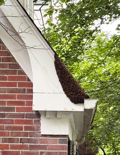 A swarm of bees becomes a solid mass before moving into its new home.